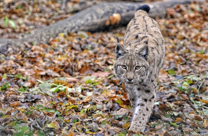 野猫在林中