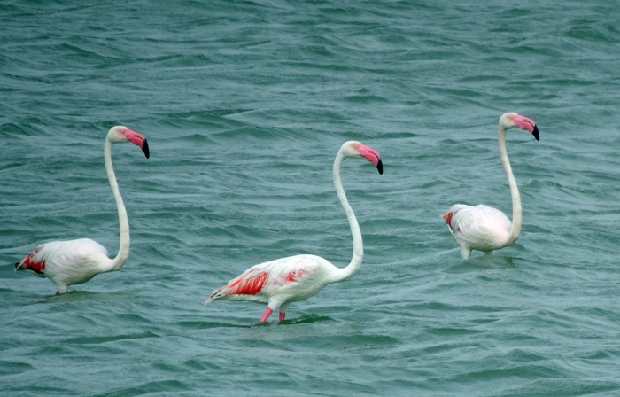 水中火烈鸟图片