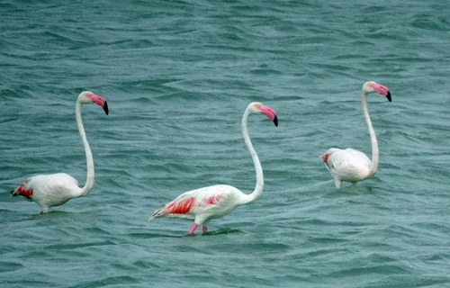 水中火烈鸟图片