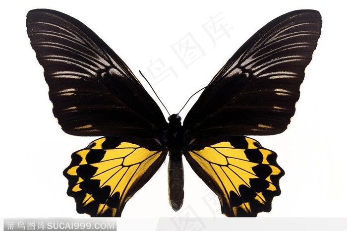 蝴蝶标本（花蝴蝶）