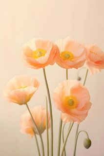 鲜花粉色唯美意境摄影