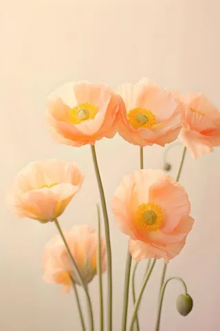 鲜花粉色唯美意境摄影