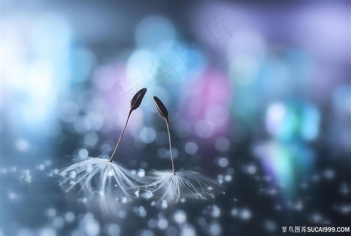 唯美迷幻蒲公英鲜花图片