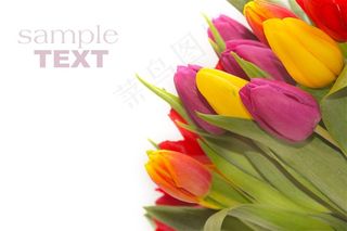 五颜六色郁金香花束鲜花图片