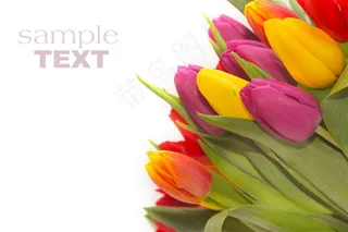 五颜六色郁金香花束鲜花图片