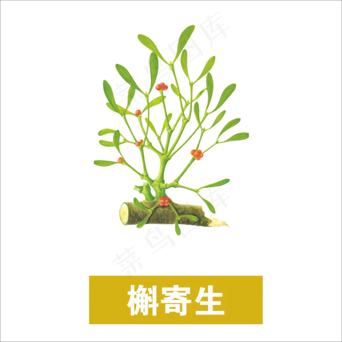 手绘草本中药药材槲寄生