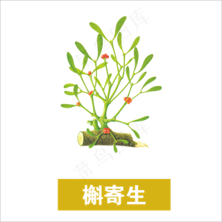 手绘草本中药药材槲寄生