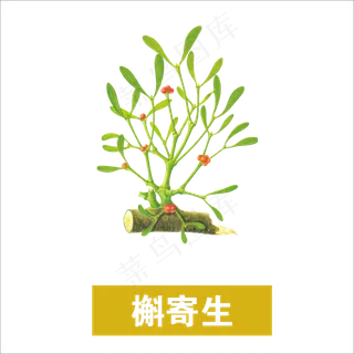 手绘草本中药药材槲寄生