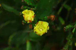 仙人掌开花图片