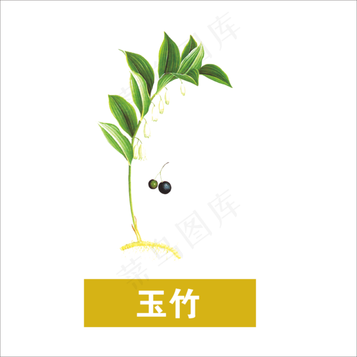 手绘草本中药药材玉竹