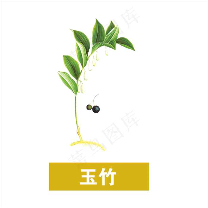 手绘草本中药药材玉竹