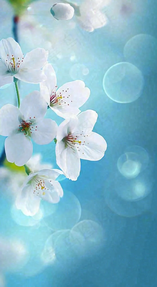 春天清新白色鲜花树枝，文艺新鲜浪漫摄影图(816x1488)