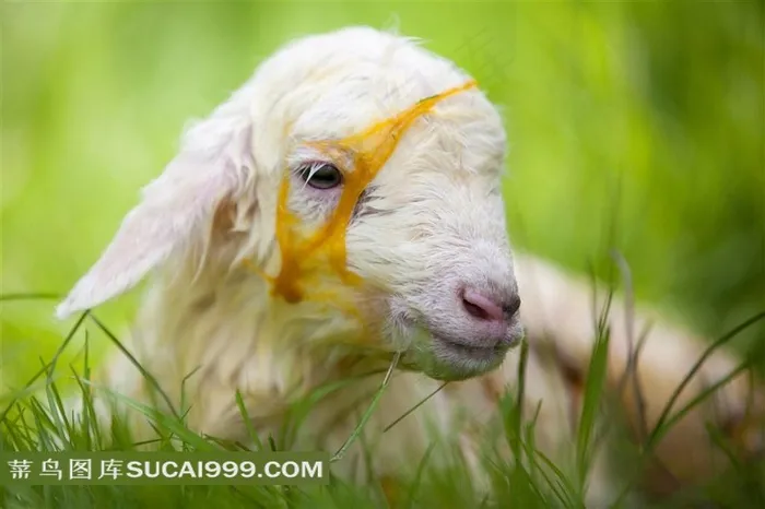 草丛里的小羊图片素材