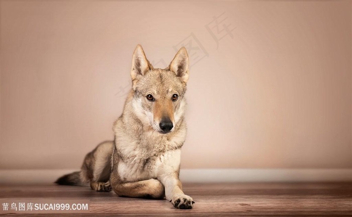 高清狼狗摄影图片