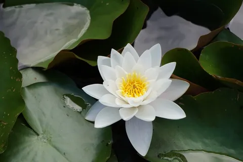花园池塘荷花图片 花园池塘荷花图片