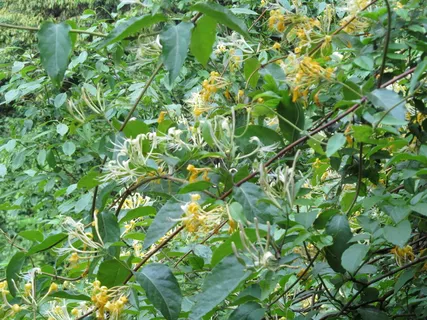 金银花图片下载 金银花图片下载