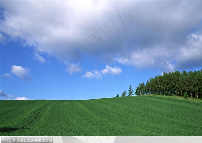 蓝天白云下宽广的麦地