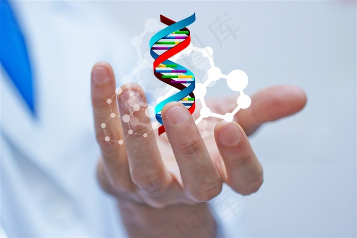 科研人员手中的生物模型高清图