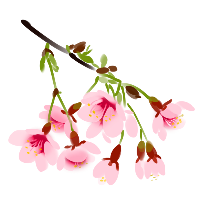 春天浪漫粉红色樱花手绘樱花梅花桃花花朵图片PNG免扣素材