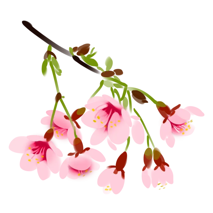 春天浪漫粉红色樱花手绘樱花梅花桃花花朵图片PNG免扣素材