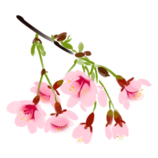 春天浪漫粉红色樱花手绘樱花梅花桃花花朵图片PNG免扣素材