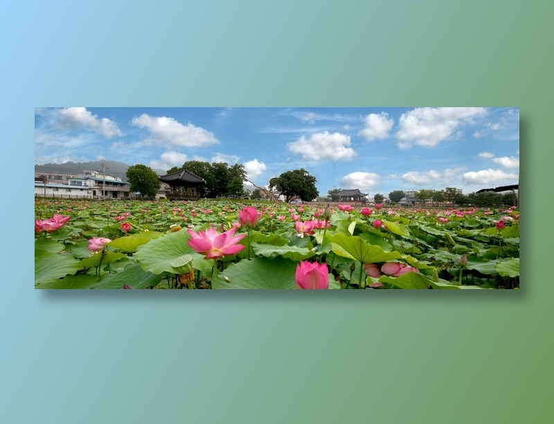 河塘荷花风景图片