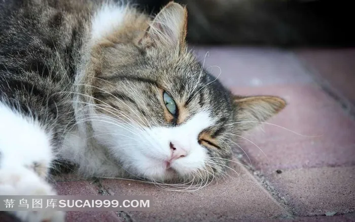 躺在砖路面上的猫