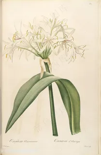 雷杜德原版高清唯美花卉时尚图谱素材