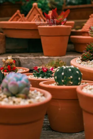 绿色仙人掌仙人球摄影素材