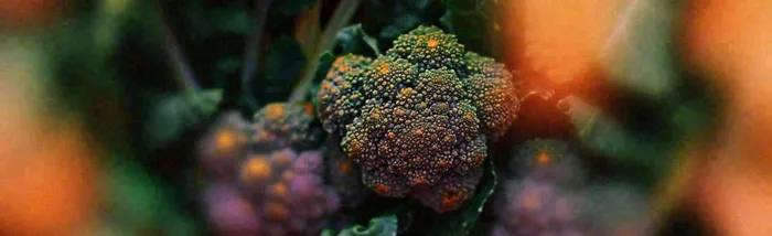 蔬菜西兰花西红柿番茄摄影摄影图(1712x525)