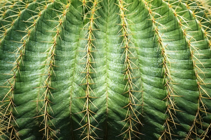 仙人球特写素材