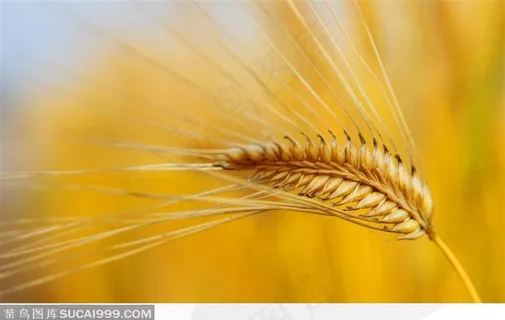 金色的麦子麦穗