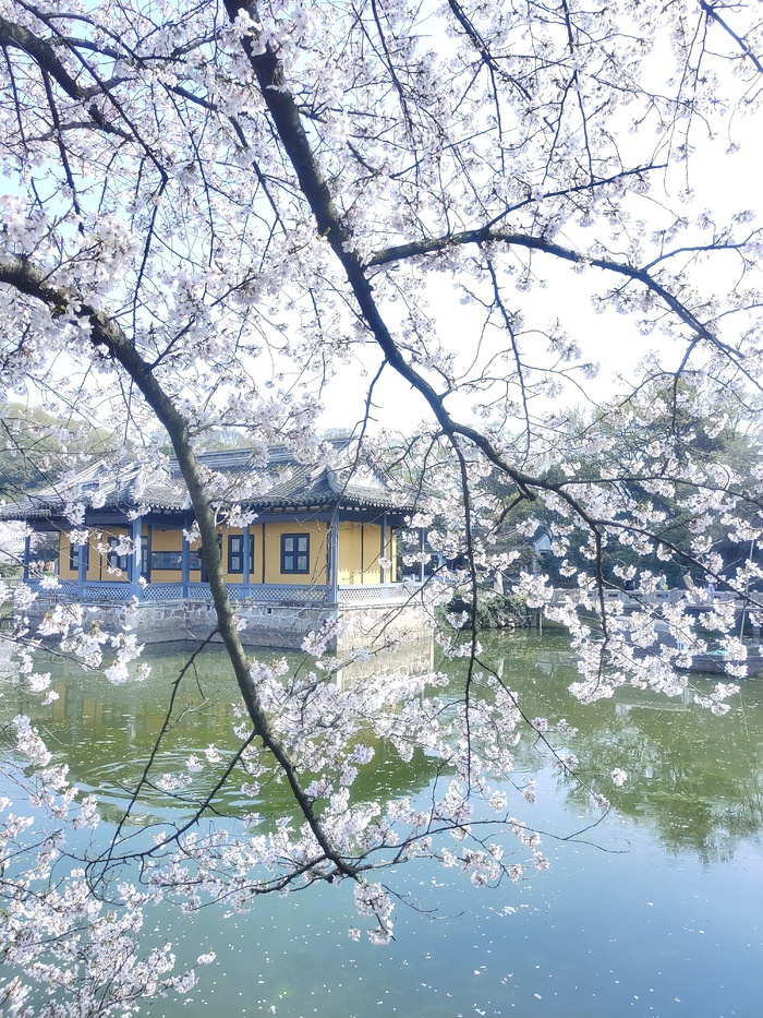 鼋头渚樱花