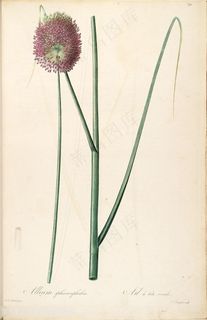 雷杜德原版高清花卉花草图谱素材