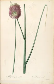 雷杜德原版高清花卉花草图谱素材