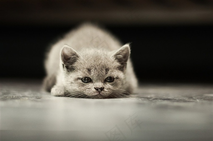一只趴着的小猫