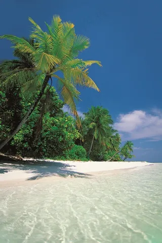 蓝天下椰林边的海水