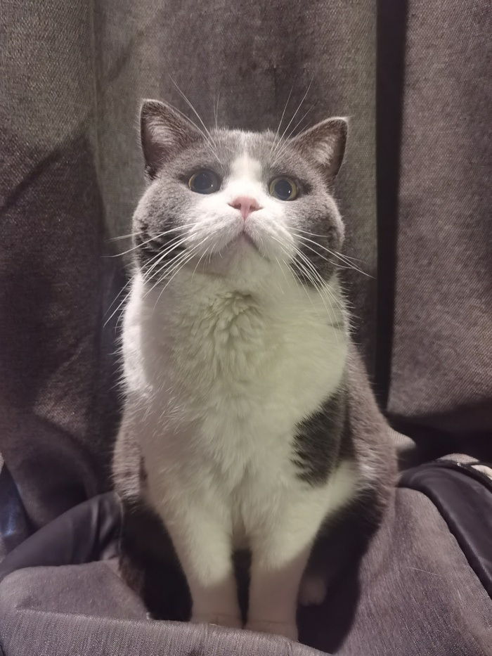 精德的猫照片7