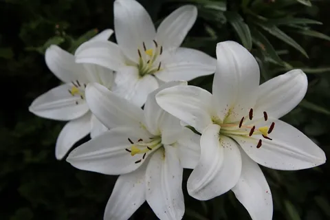 白百合花朵图片 白百合花朵图片