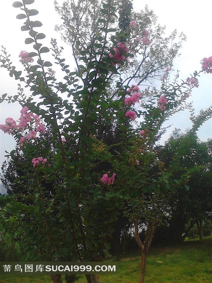 一棵开满花的树