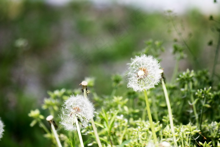 野草蒲公英图片