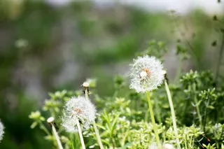 野草蒲公英图片
