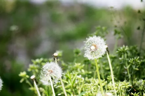 野草蒲公英图片 野草蒲公英图片