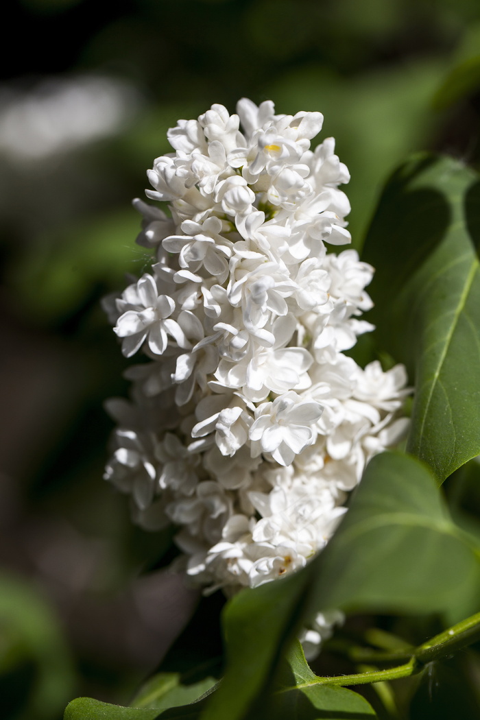 白丁香花图片