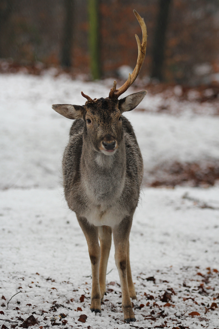 鹿野生梅花鹿动物园设计素材