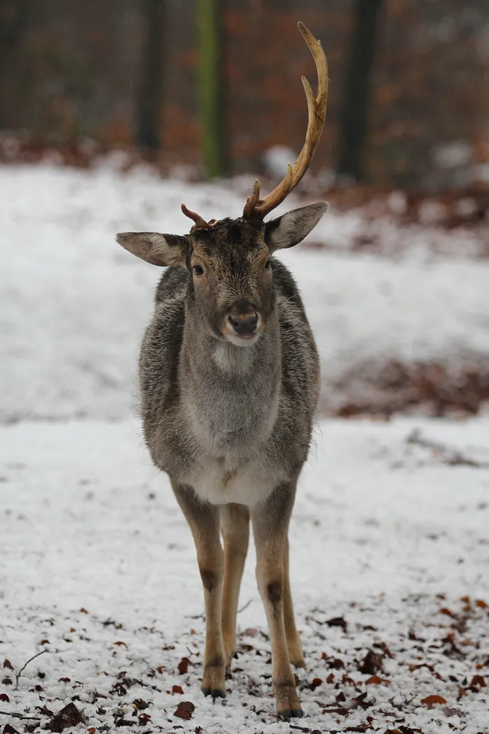 鹿野生梅花鹿动物园设计素材