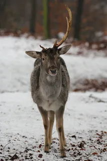鹿野生梅花鹿动物园设计素材