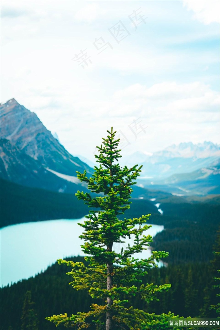山顶的一棵树
