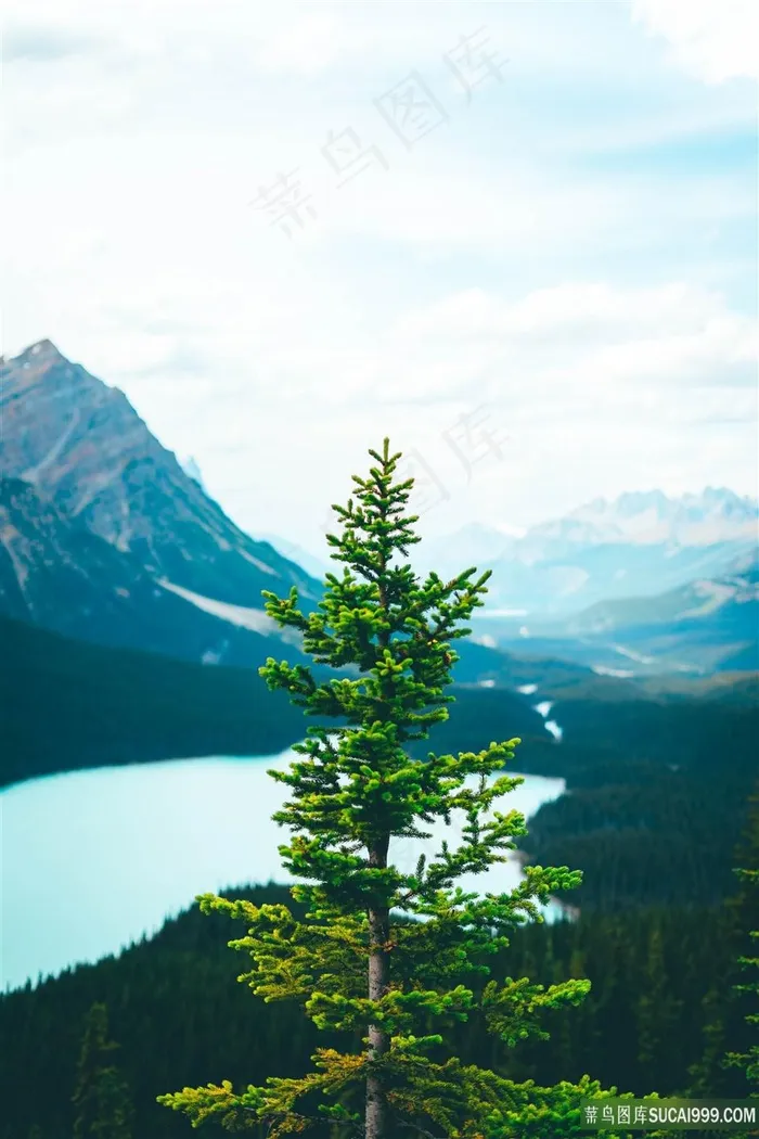 山顶的一棵树