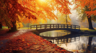 秋天森林拱桥落叶风景摄影图